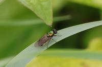 Chloromyia formosa