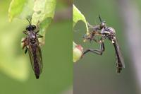 Dioctria hyalipennis