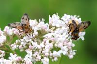 Ectophasia crassipennis