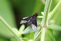 Hemipenthes morio