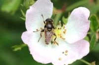 Merodon avidus