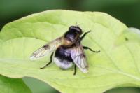 Volucella bombylans