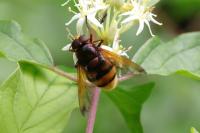 Volucella zonaria