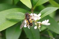 Helophilus pendulus