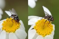Anthomyia pluvialis