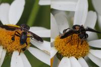 Trichopoda pictipennis