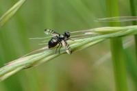Rivellia syngenesiae