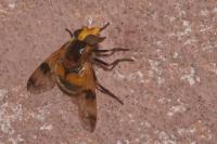 Volucella inflata