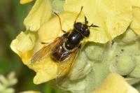 Callicera aurata
