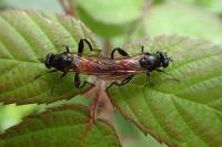 Brachypalpoides lentus