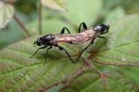 Brachypalpoides lentus
