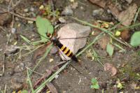 Nephrotoma crocata