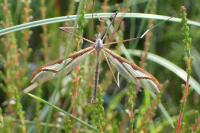 Pedicia rivosa