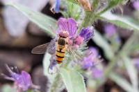 Episyrphus balteatus