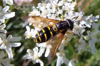 Chrysotoxum