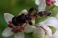 Syritta pipiens