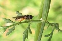 Melanostoma mellinum
