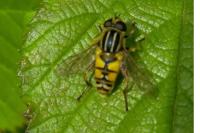 Helophilus pendulus