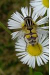 Helophilus trivittatus