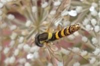 Sphaerophoria scripta
