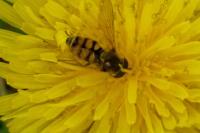Epistrophella euchroma