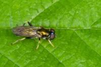 Xylota segnis