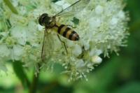 Meliscaeva cinctella