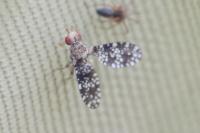 Trypetoptera punctulata