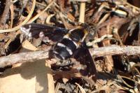 Hemipenthes maura