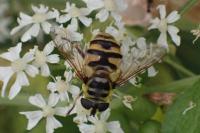 Myathropa florea