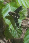 Hemipenthes maura