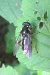 Xylota sylvarum
