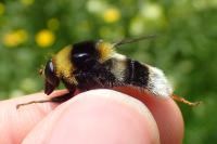 Sericomyia bombiformis