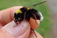 Sericomyia bombiformis