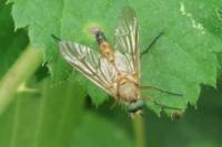 Rhagio tringarius