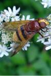 Volucella zonaria