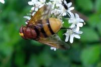 Volucella zonaria