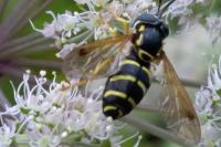 Chrysotoxum festivum
