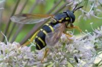 Chrysotoxum festivum