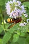 Volucella zonaria