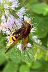 Volucella zonaria