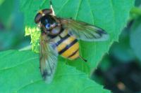 Volucella inanis