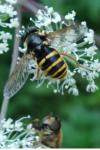 Sericomyia silentis