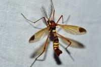 Ctenophora ornata