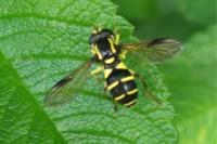 Philhelius pedissequus