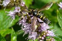 Conops flavipes