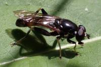 Xylota segnis