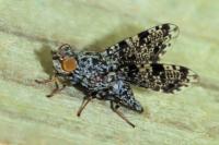Callopistromyia annulipes