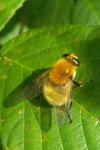Sericomyia superbiens