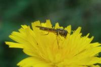 Melanostoma scalare